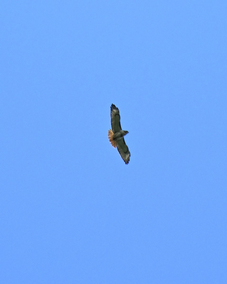 Red-tailed Hawk - ML620806815