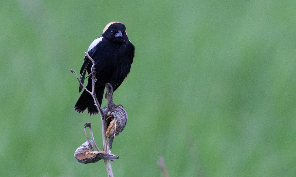 bobolink americký - ML620806816