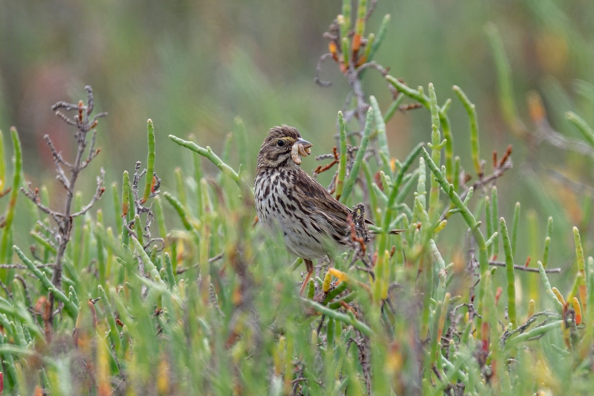 Savannah Sparrow (Belding's) - Beverly Reynolds