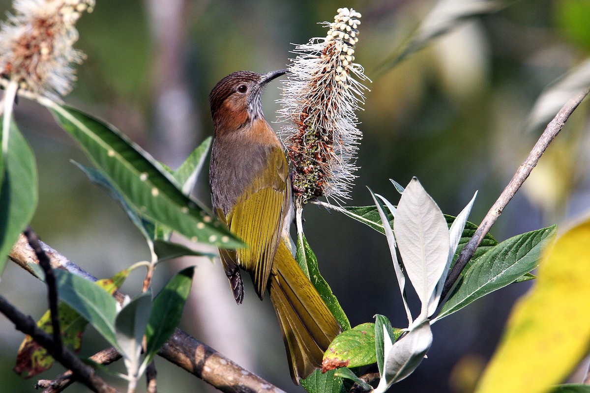 Mountain Bulbul - ML620806827