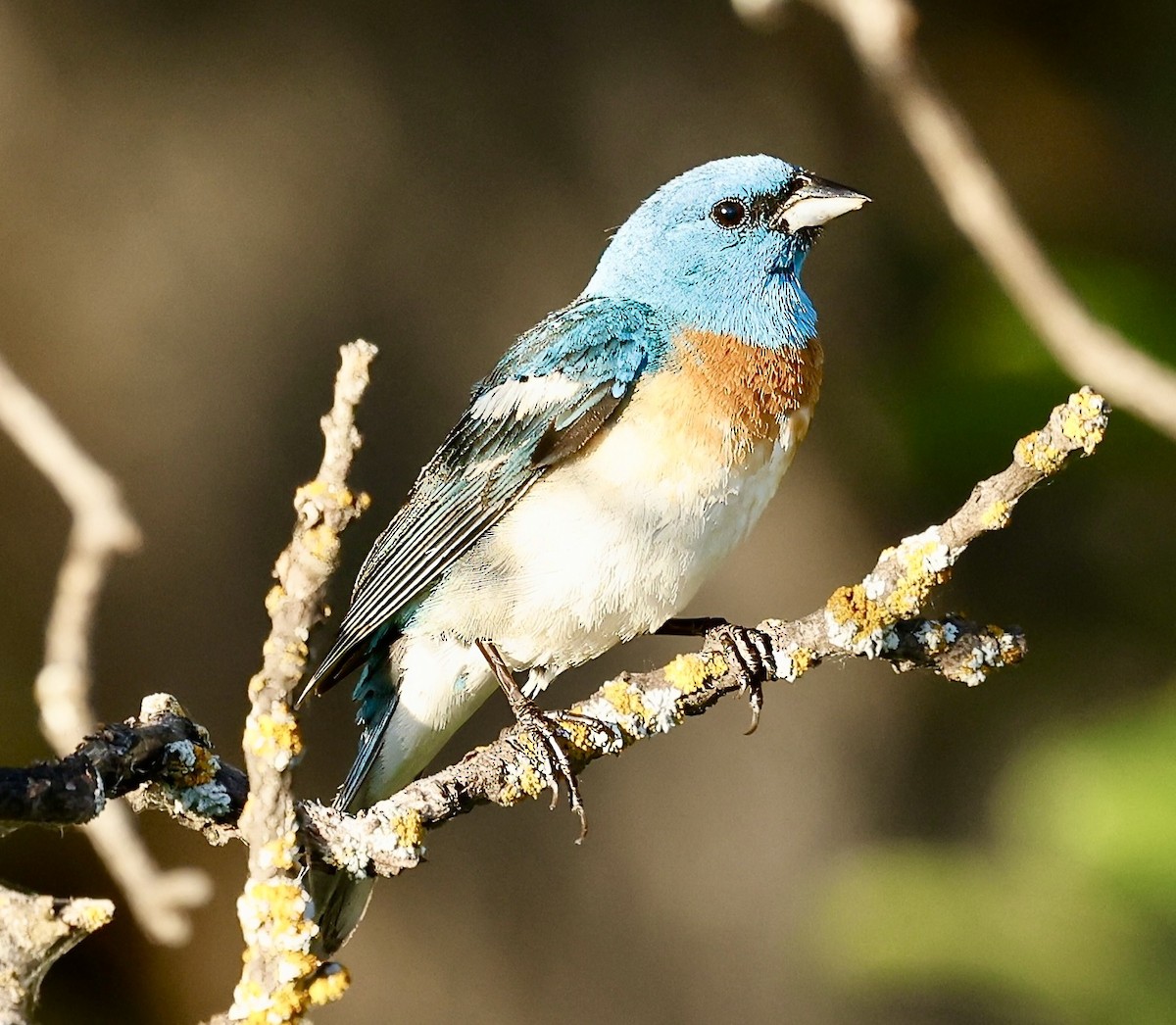 Lazuli Bunting - ML620806829