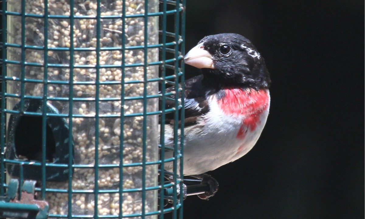 Rose-breasted Grosbeak - ML620806831