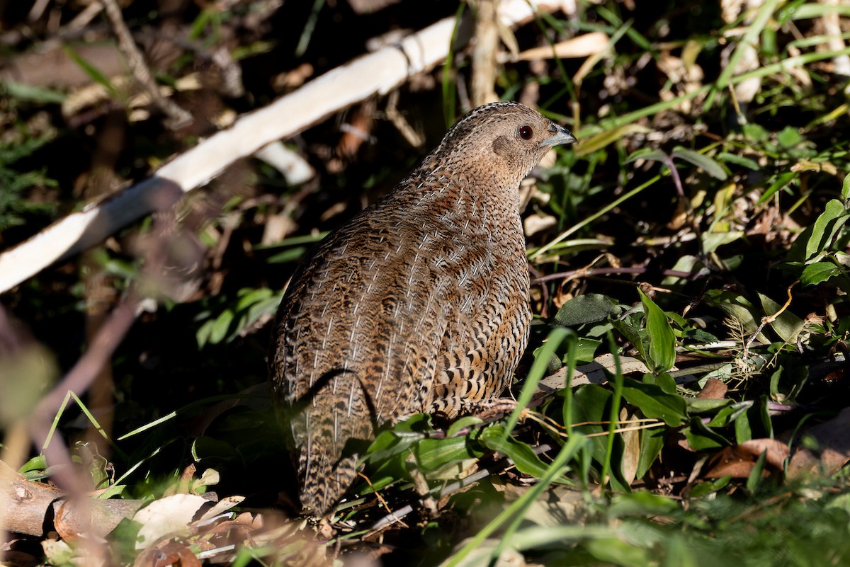 Brown Quail - ML620806833