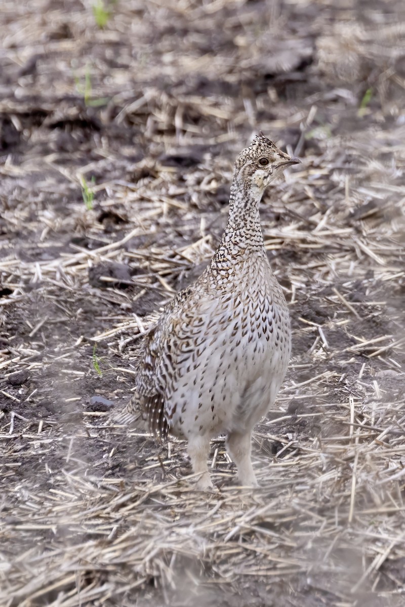 Sharp-tailed Grouse - ML620806834