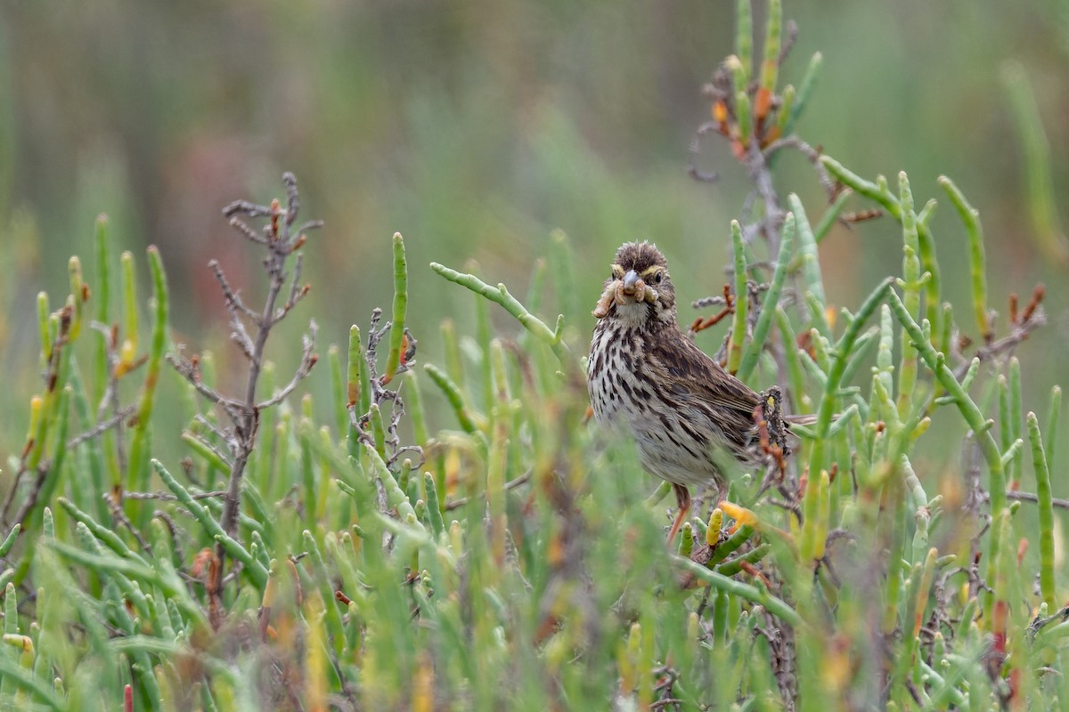 Savannah Sparrow (Belding's) - ML620806835