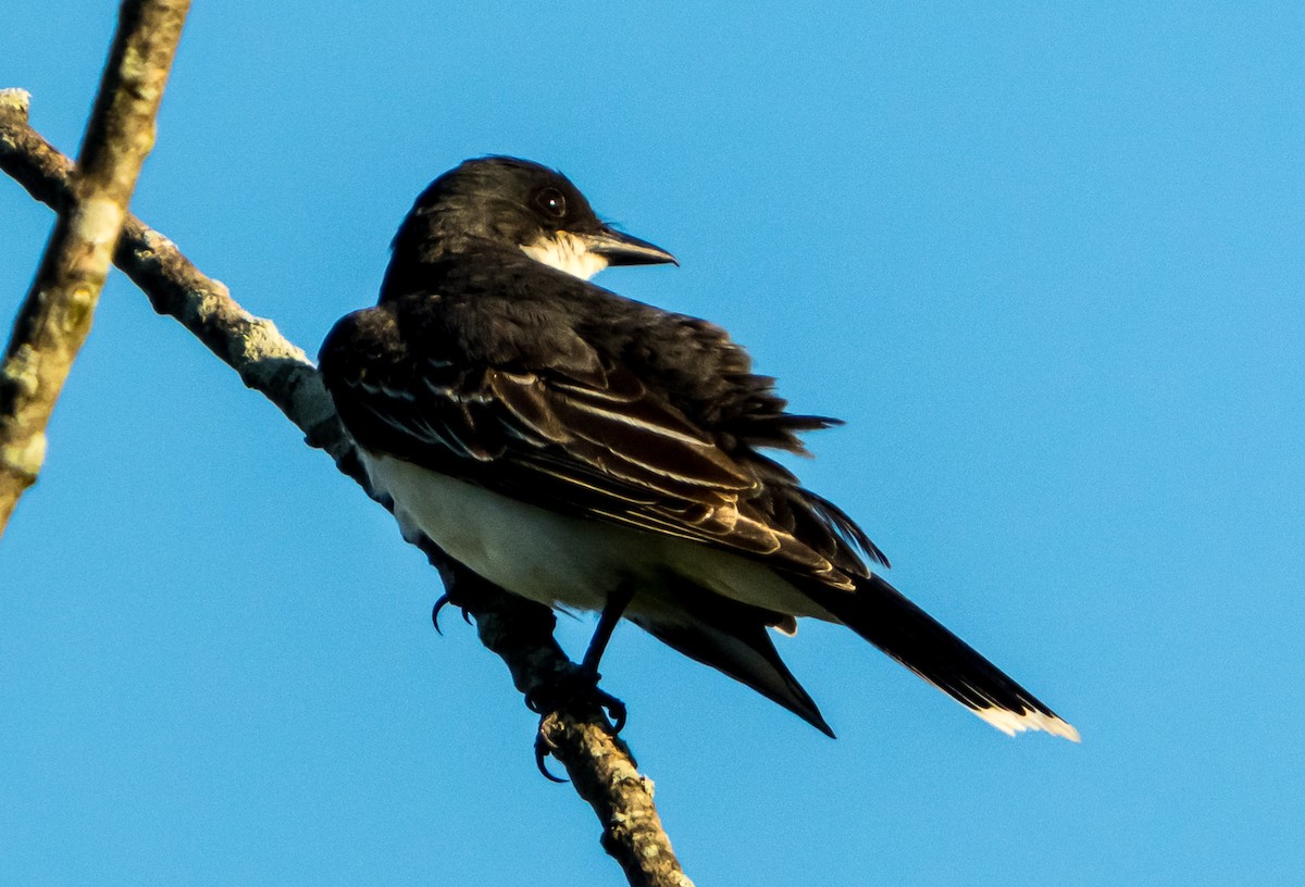 Eastern Kingbird - Gregg Petersen