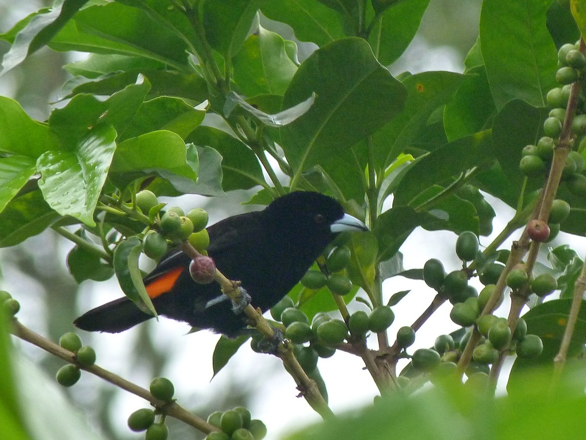 Flame-rumped Tanager - ML620806845