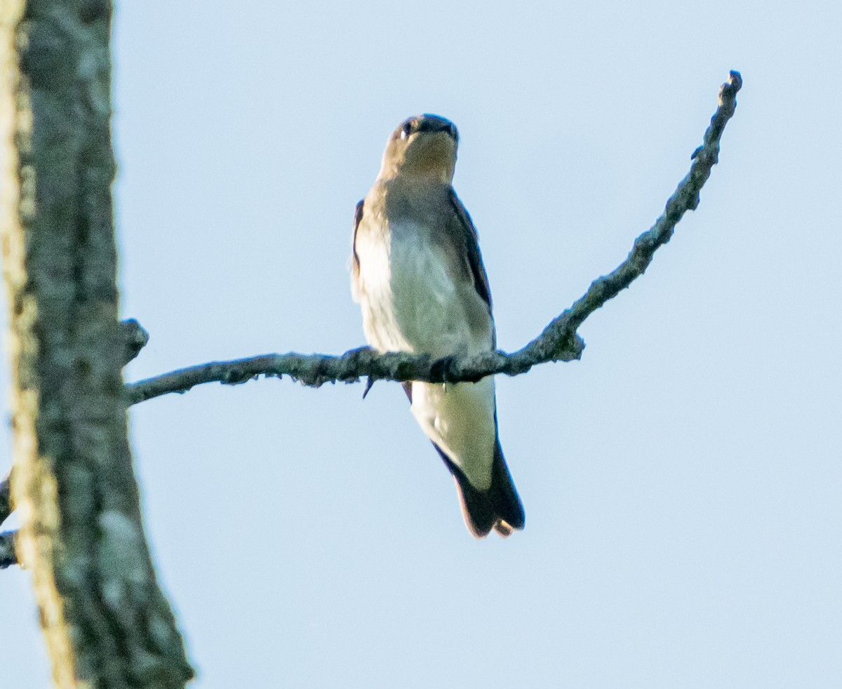 Northern Rough-winged Swallow - ML620806846
