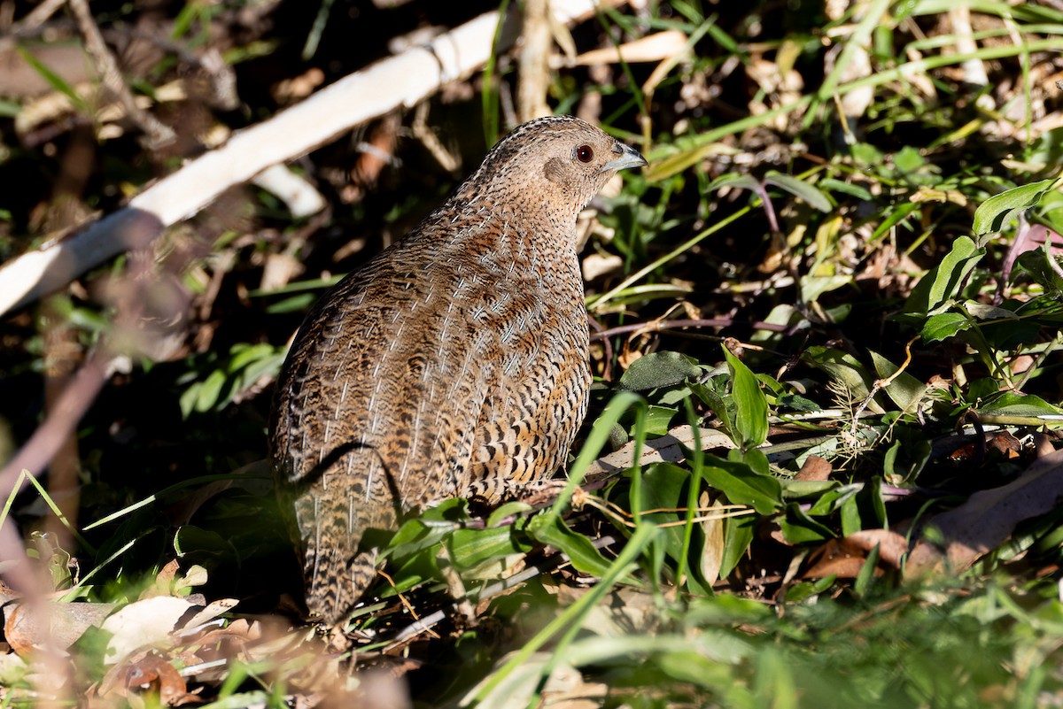 Brown Quail - ML620806860