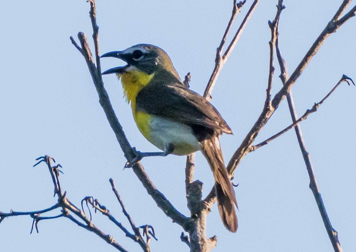 Yellow-breasted Chat - ML620806874