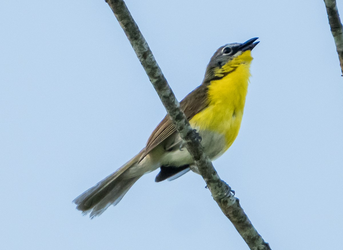 Yellow-breasted Chat - Gregg Petersen