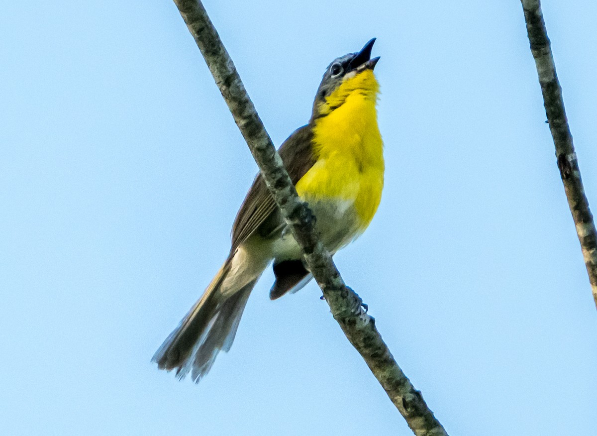 Yellow-breasted Chat - ML620806876