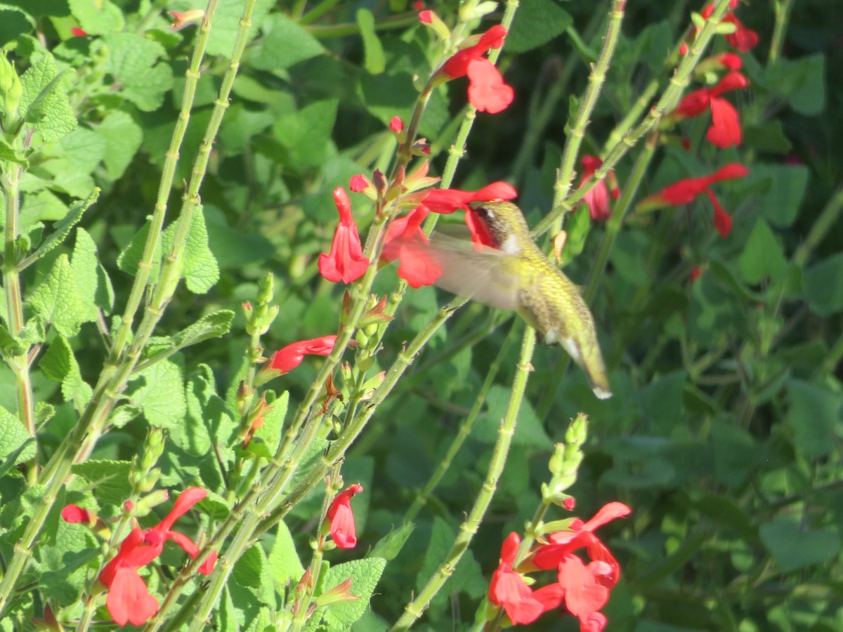 Black-chinned Hummingbird - ML620806877