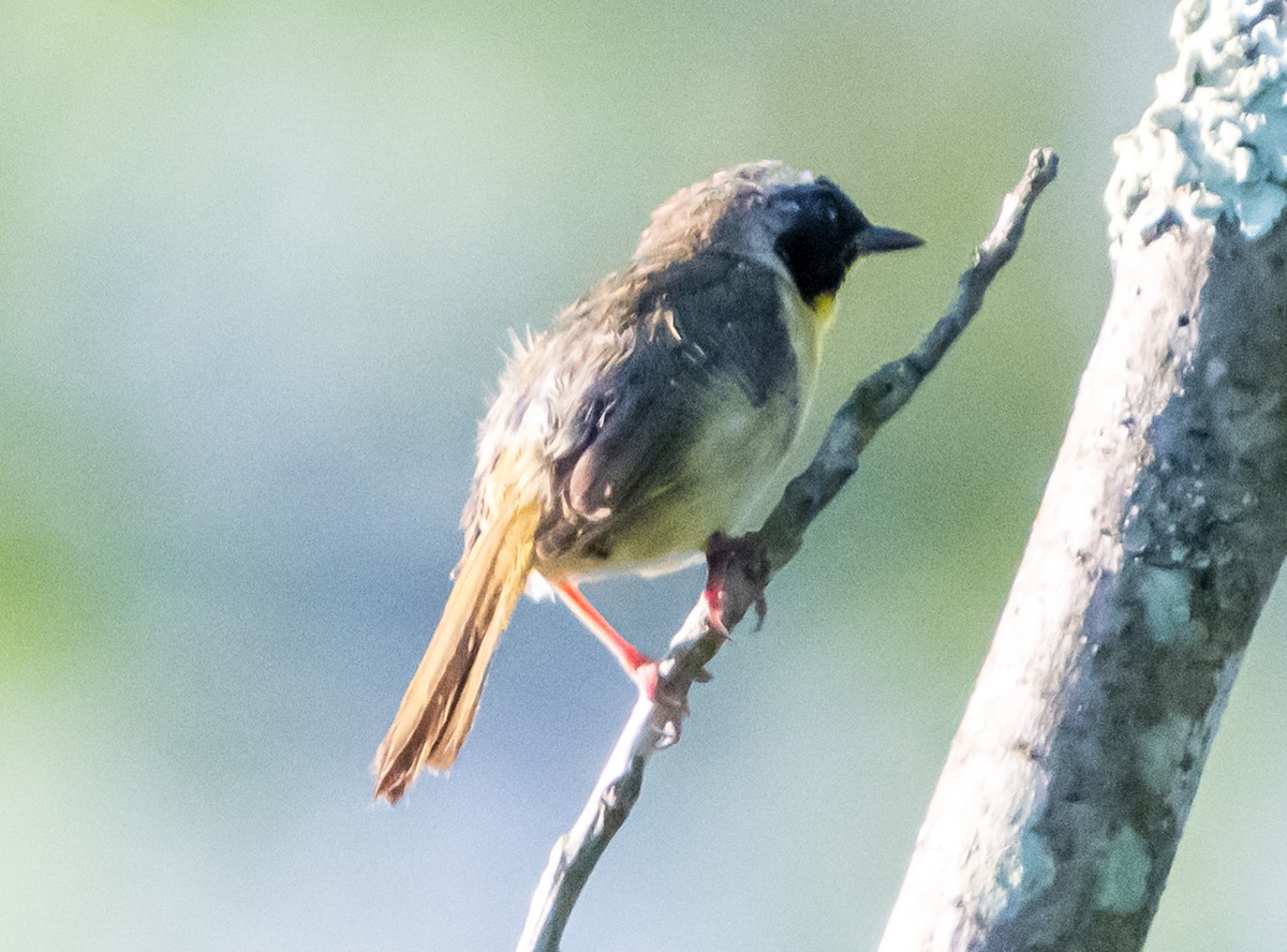 Common Yellowthroat - ML620806878