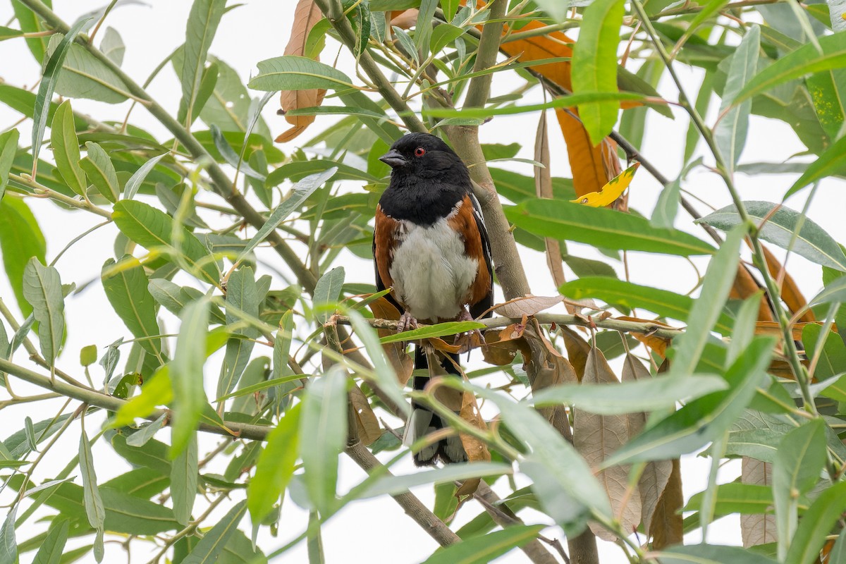 Spotted Towhee - ML620806879