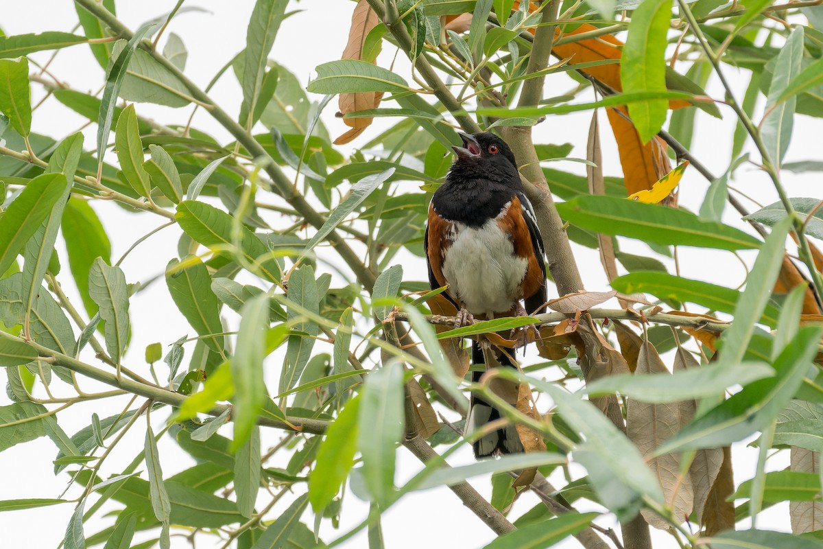 Spotted Towhee - ML620806880