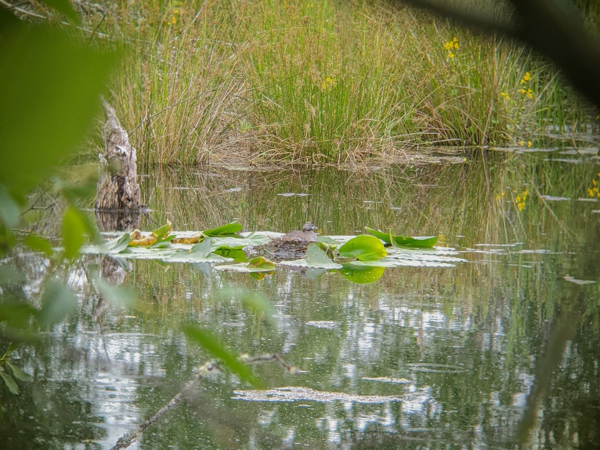 Pied-billed Grebe - ML620806882