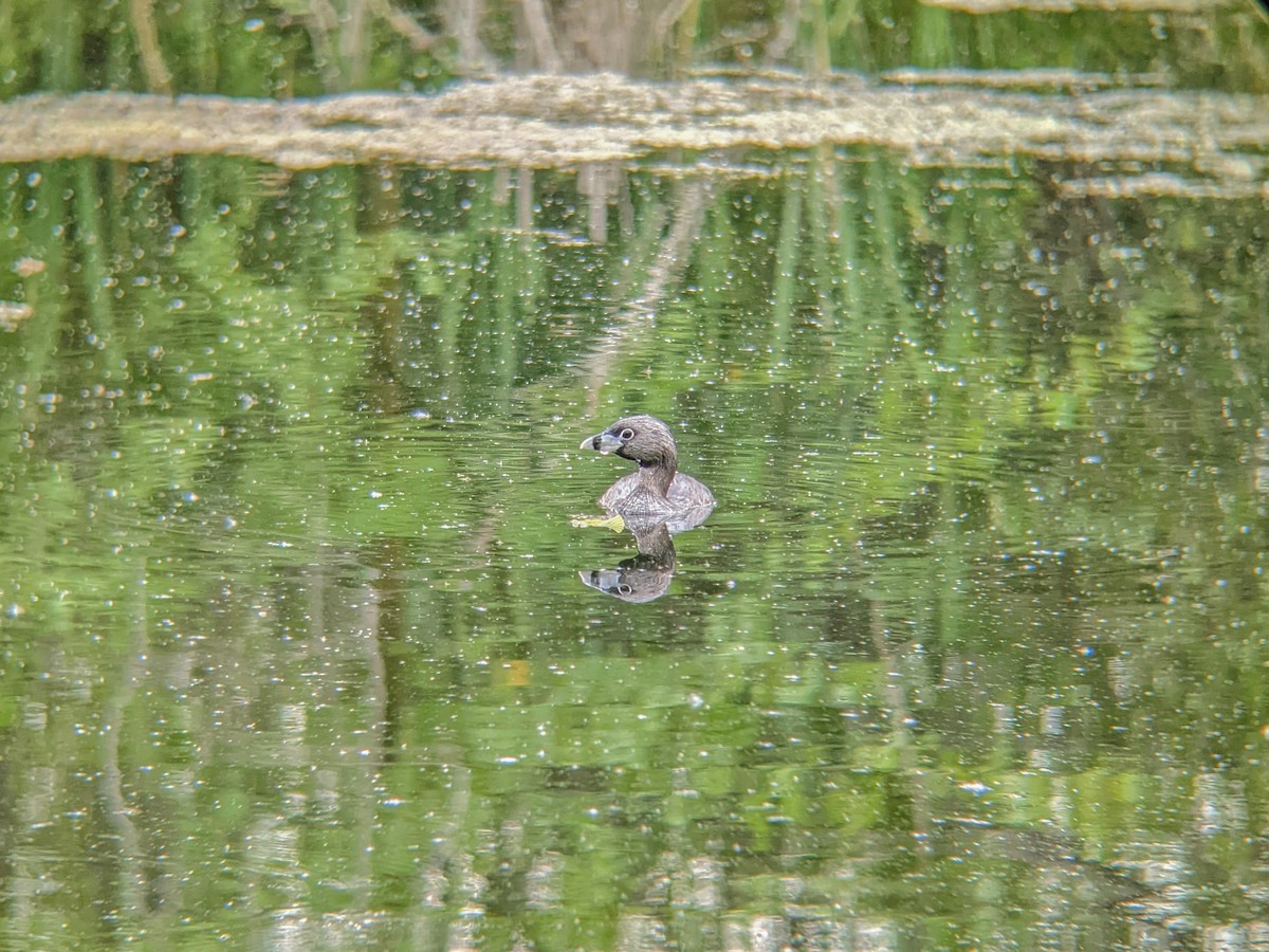 Pied-billed Grebe - ML620806883