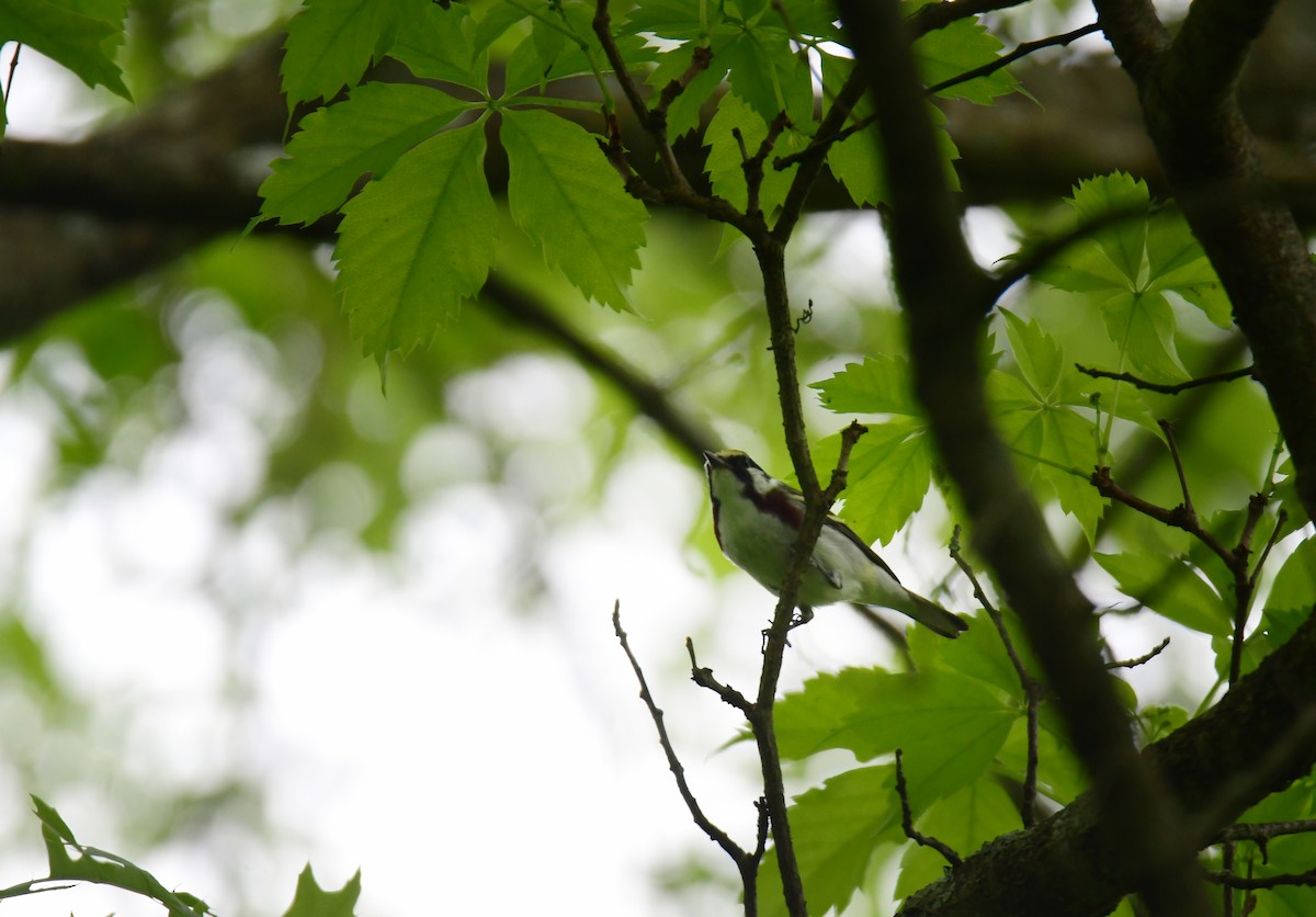 Chestnut-sided Warbler - ML620806884