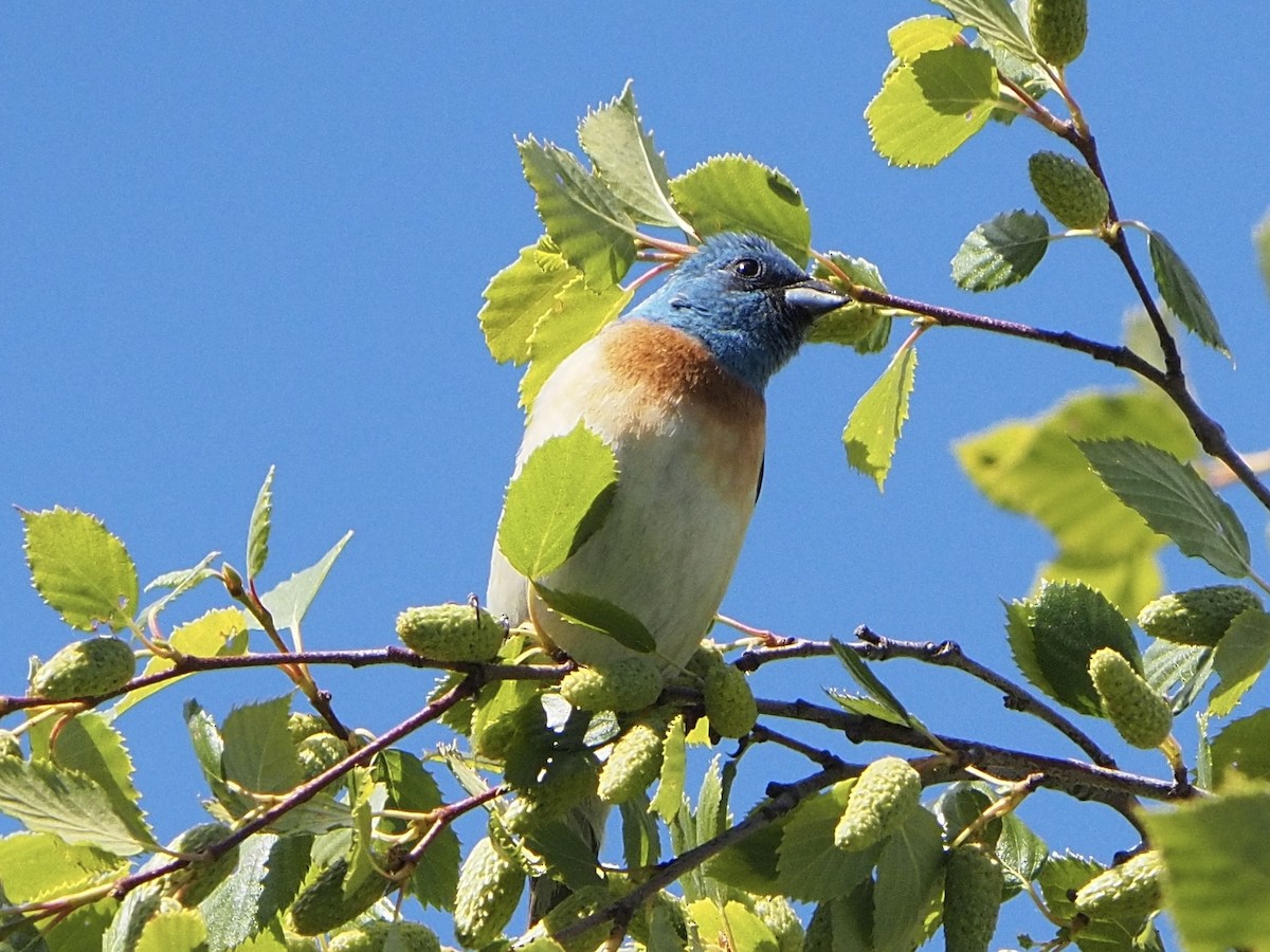 Lazuli Bunting - ML620806887