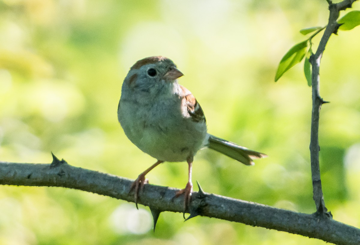 Field Sparrow - ML620806888