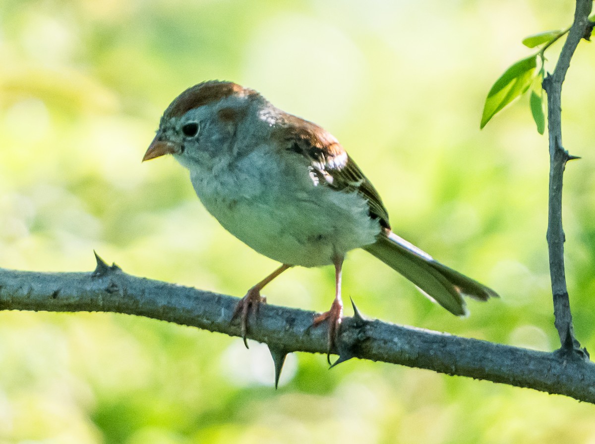 Field Sparrow - ML620806889