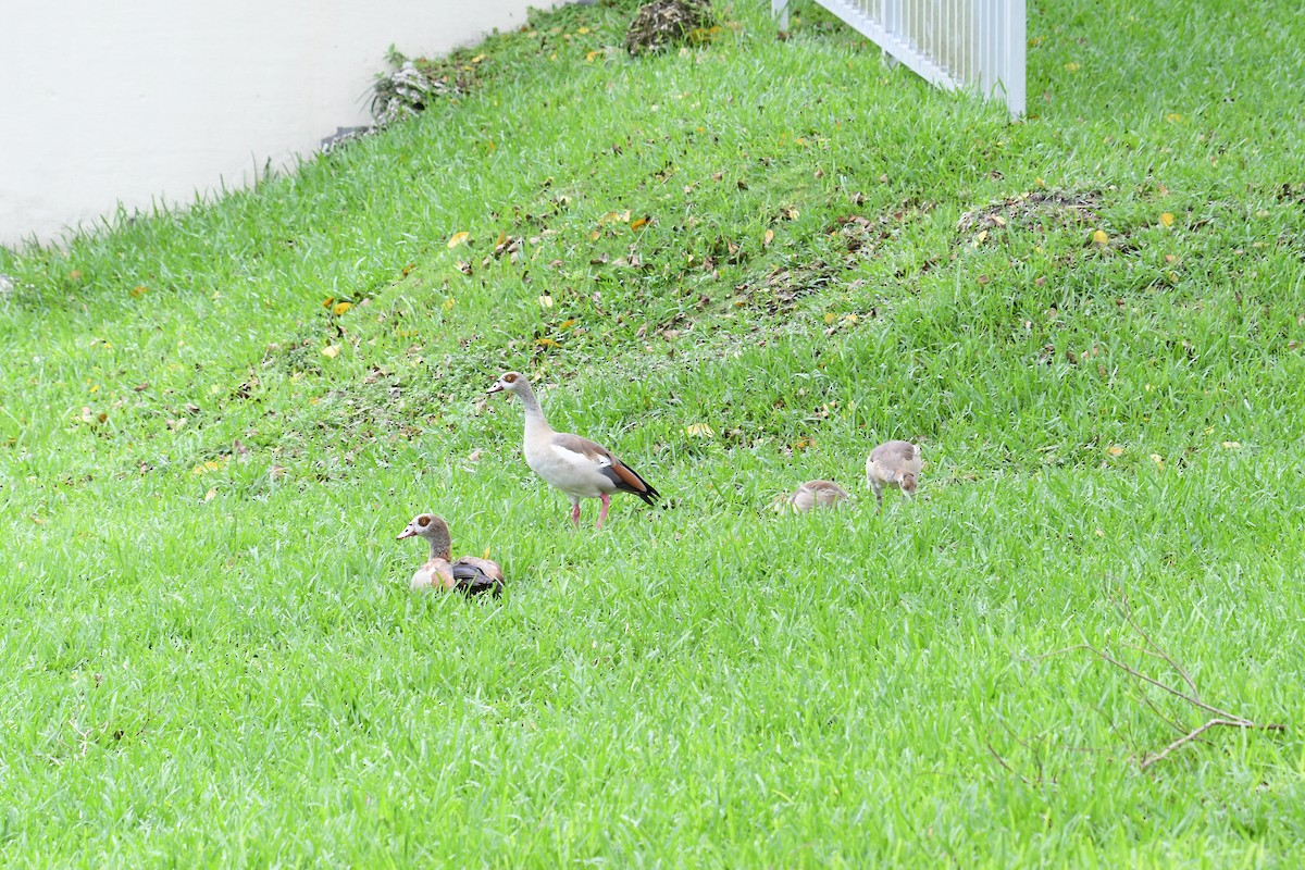 Egyptian Goose - ML620806890