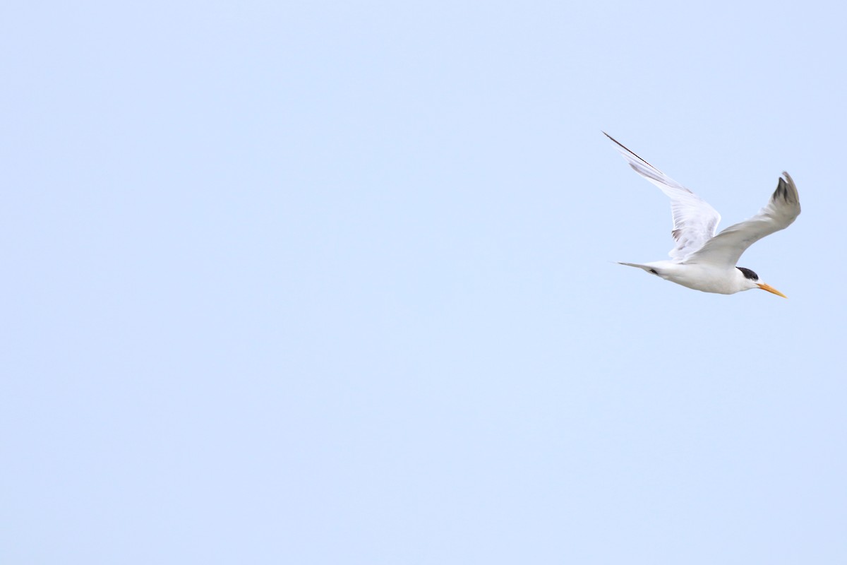 Elegant Tern - ML620806891