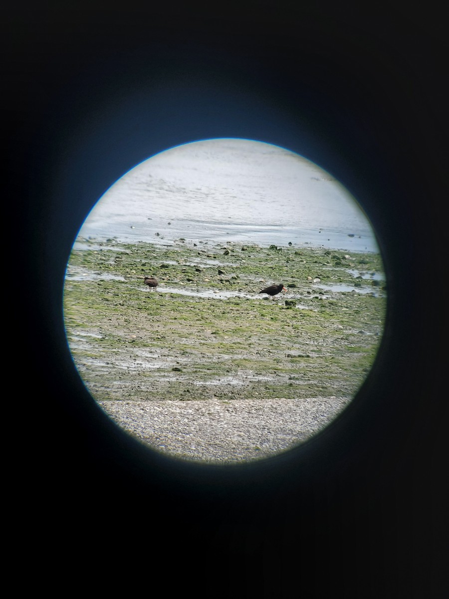 Black Oystercatcher - ML620806893