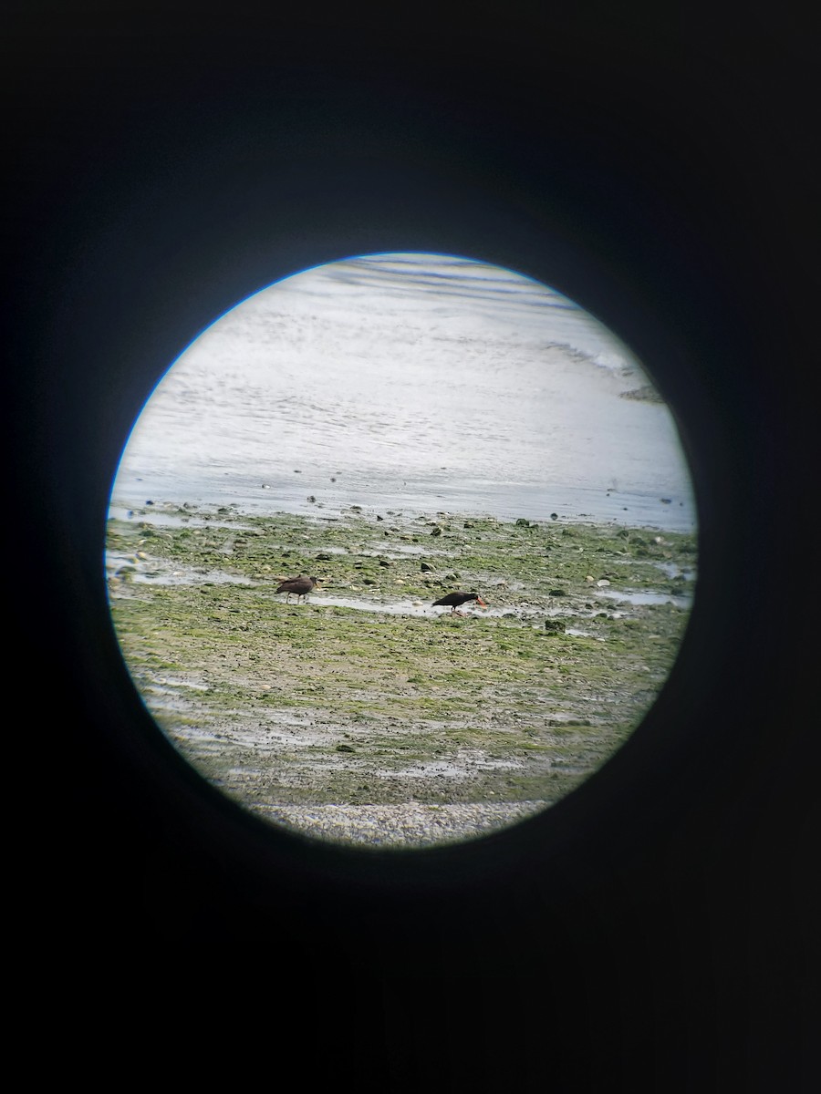 Black Oystercatcher - ML620806894