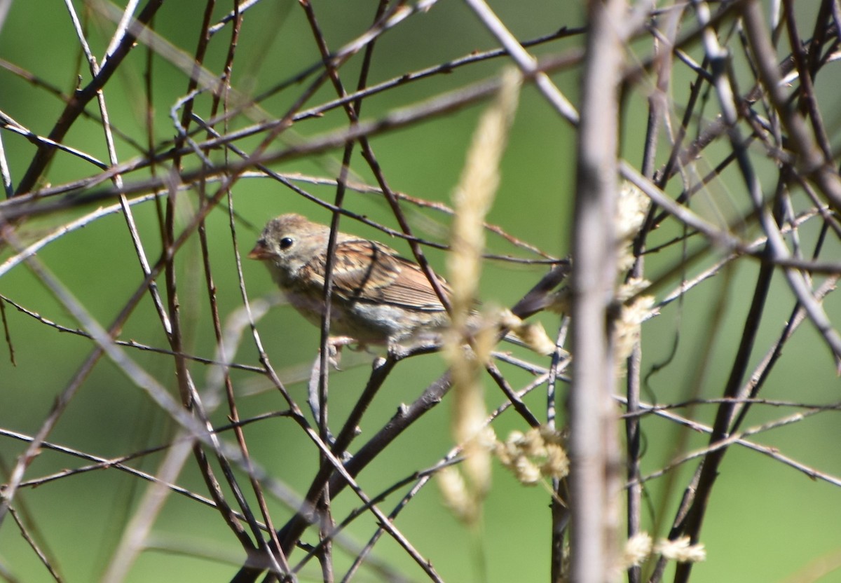 Field Sparrow - ML620806895