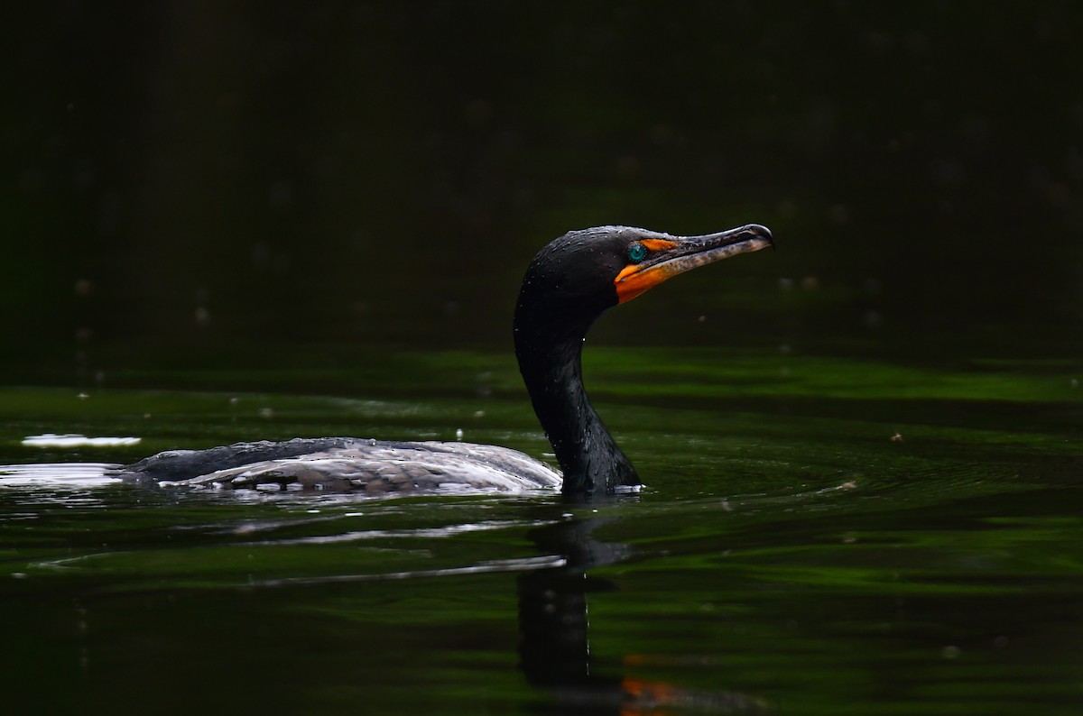 Cormoran à aigrettes - ML620806896