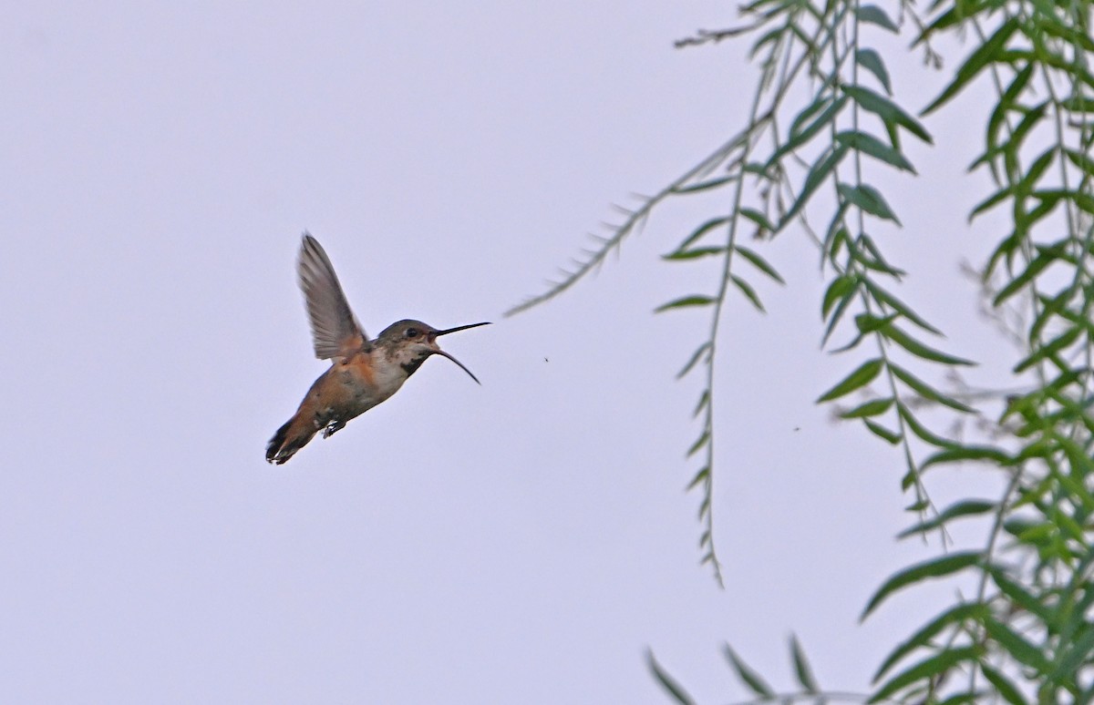 Colibrí Rufo/de Allen - ML620806897