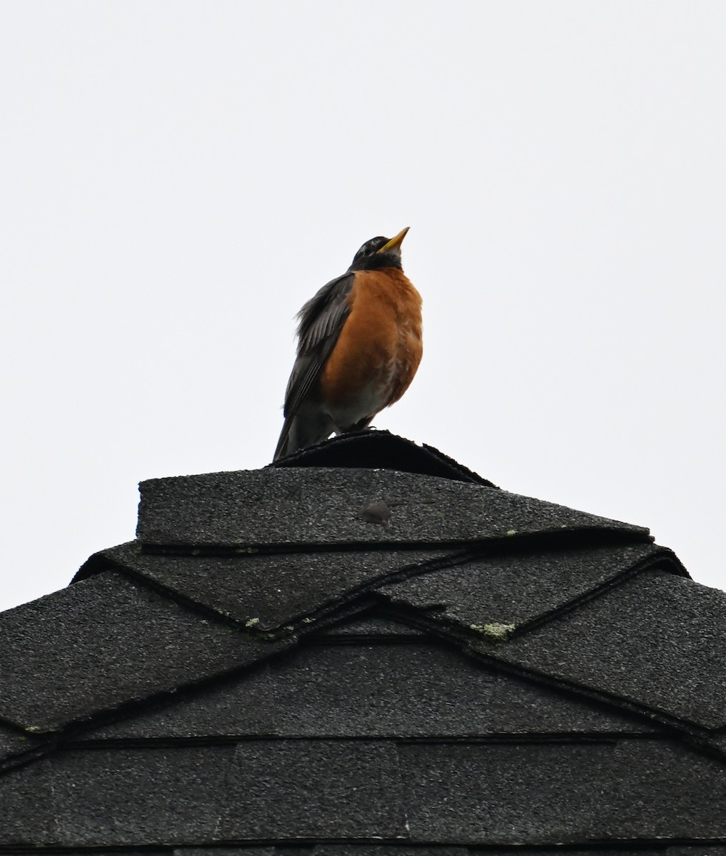 American Robin - ML620806898