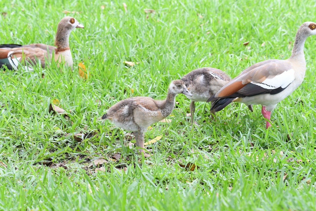 Egyptian Goose - ML620806899