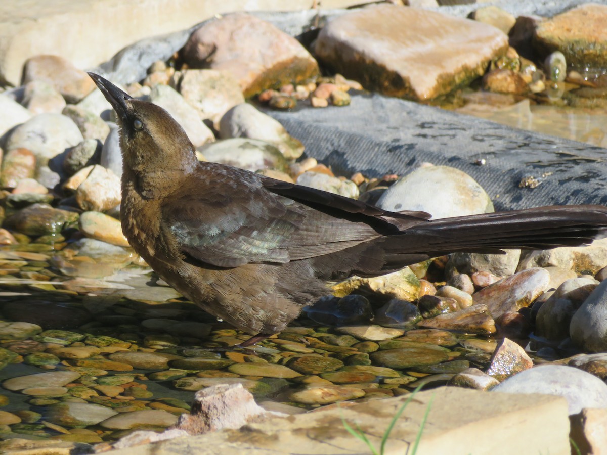 Great-tailed Grackle - ML620806901