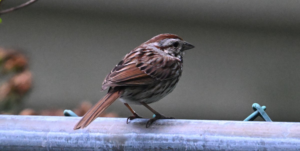 Song Sparrow - ML620806902