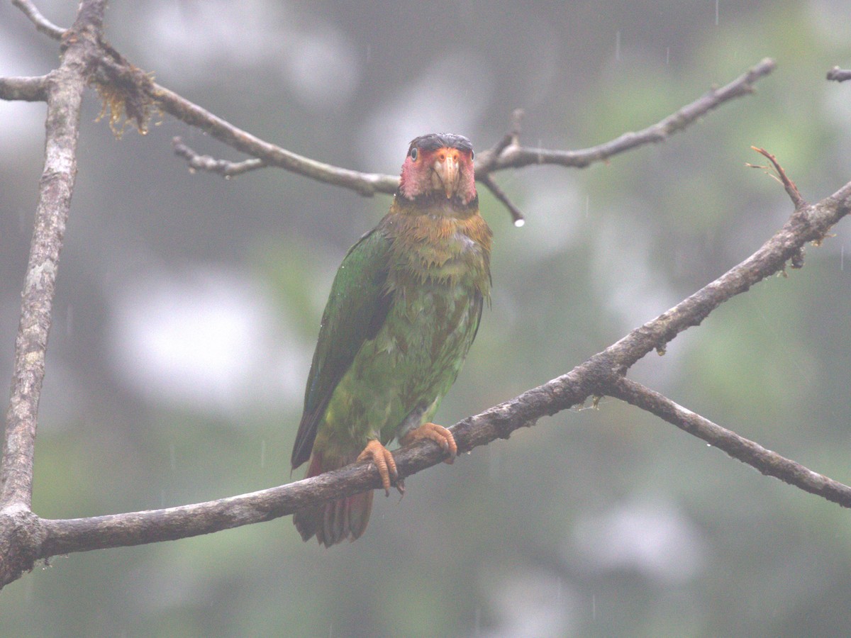 Rose-faced Parrot - Menachem Goldstein