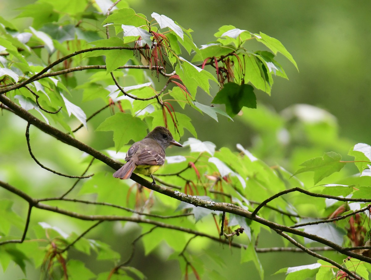 Great Crested Flycatcher - ML620806906