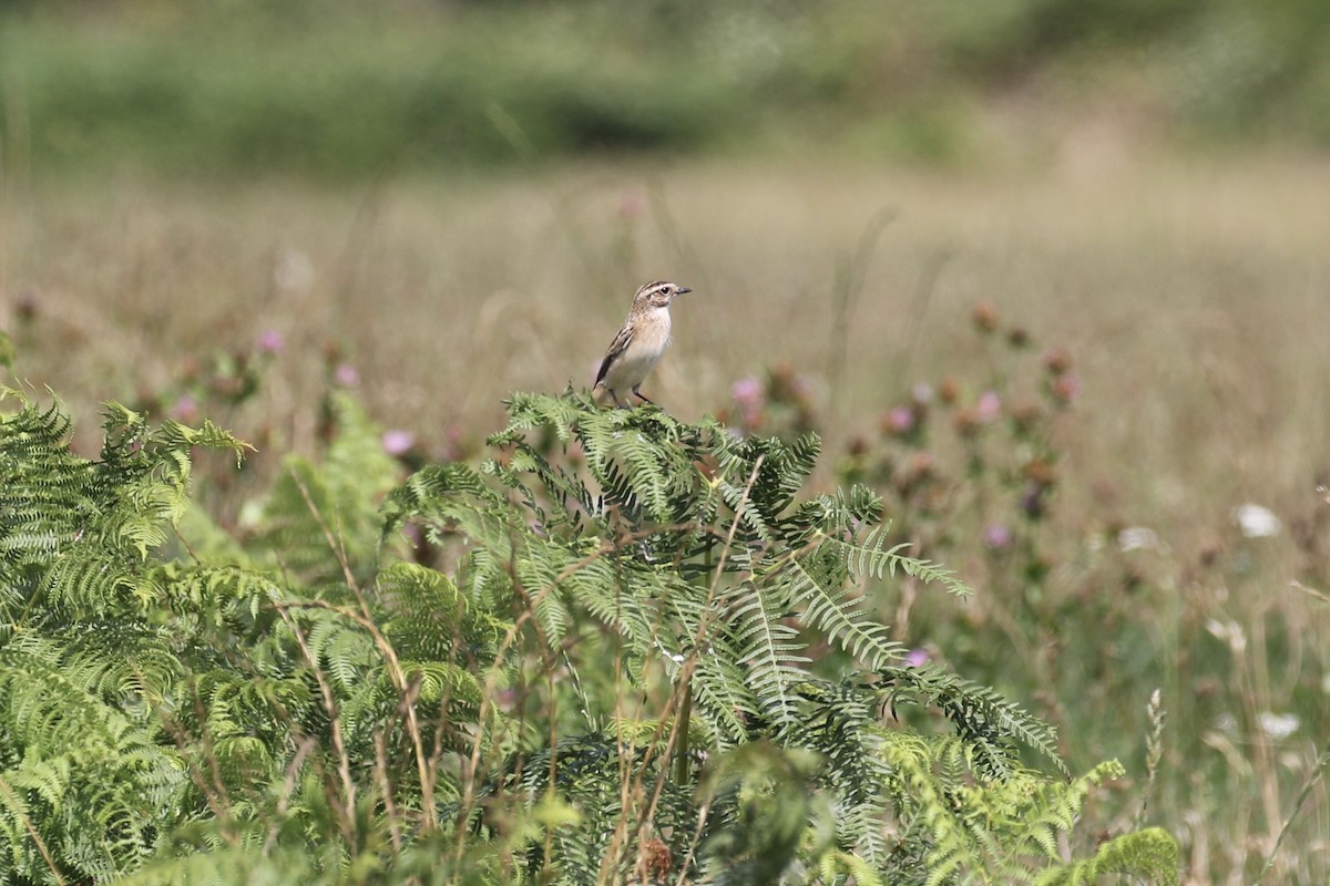 Whinchat - ML620806907