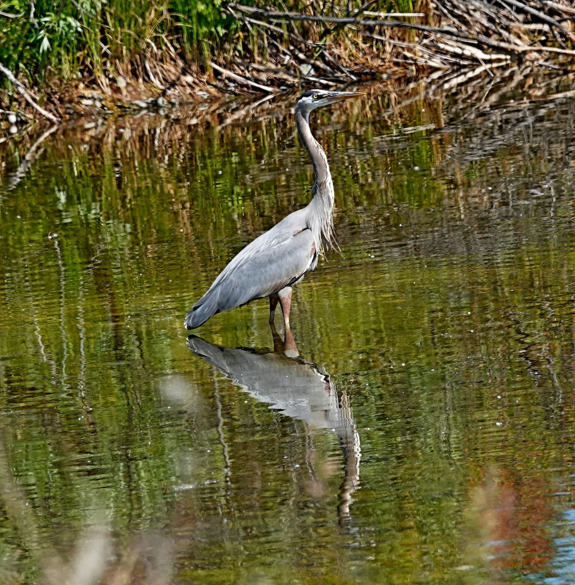 Garza Azulada - ML620806911