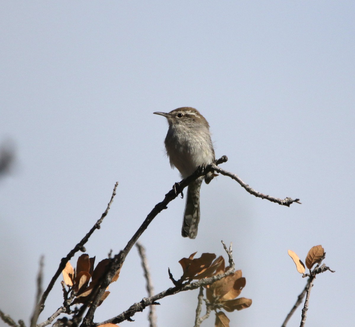 Bewick's Wren - ML620806917