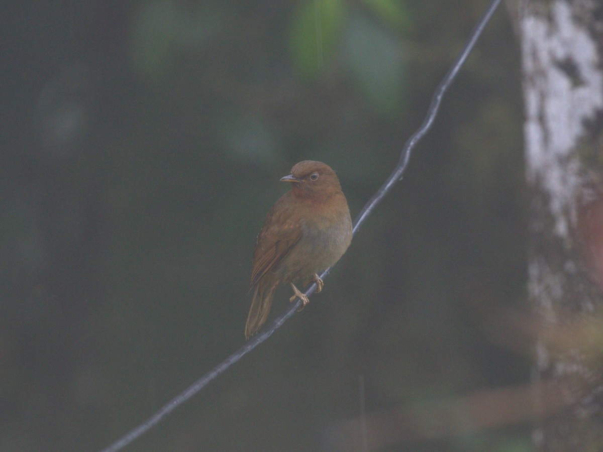 Rufous-brown Solitaire (Chestnut-throated) - ML620806920