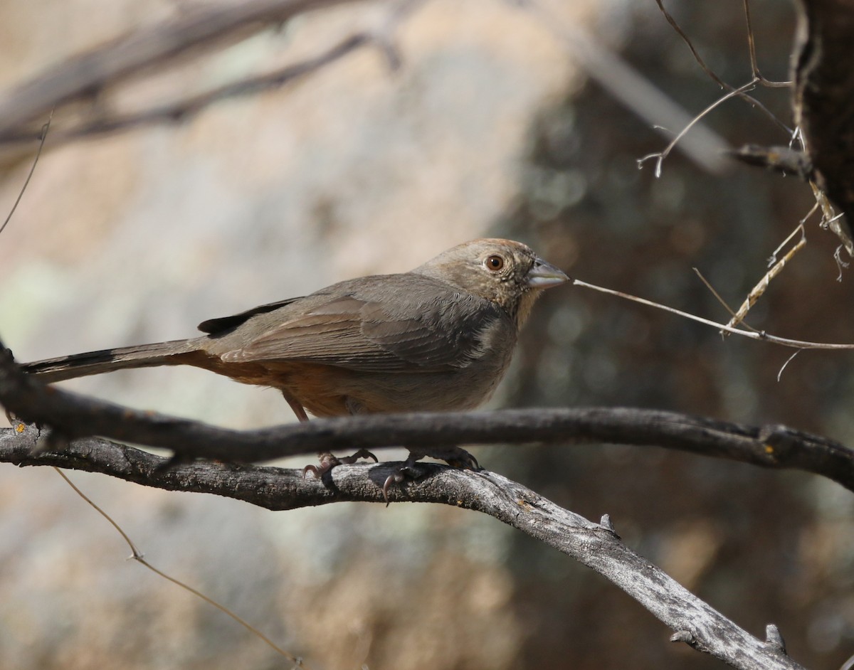 Canyon Towhee - ML620806924