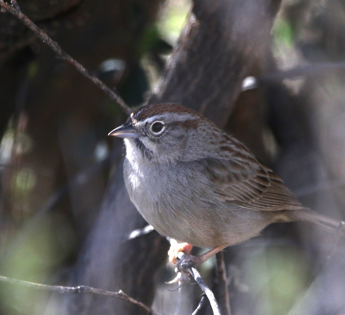 Rufous-crowned Sparrow - ML620806931