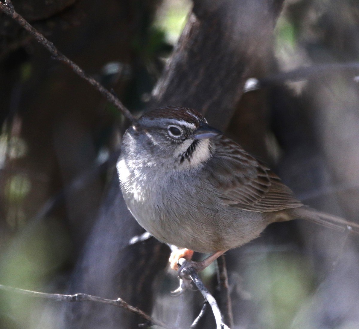 Rufous-crowned Sparrow - Ann Vaughan