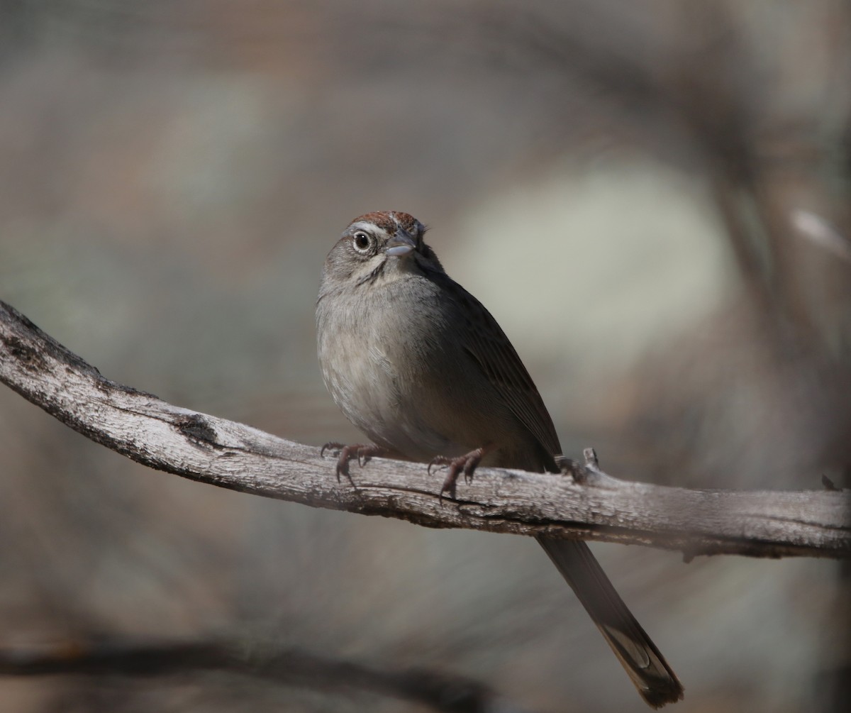 Rufous-crowned Sparrow - ML620806936