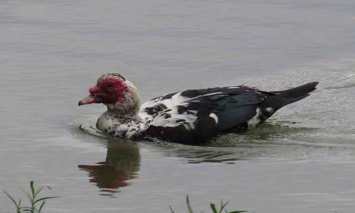 Muscovy Duck (Domestic type) - ML620806938