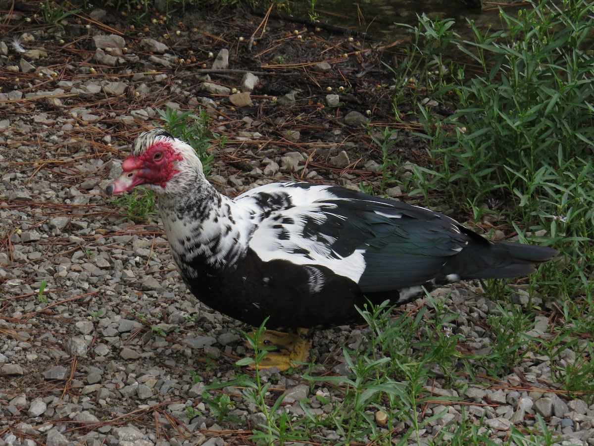 Muscovy Duck (Domestic type) - ML620806939