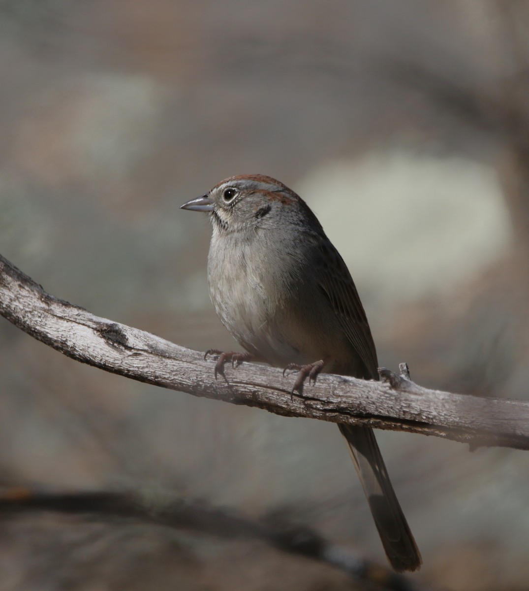 Rufous-crowned Sparrow - ML620806940